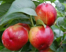 增加油桃產(chǎn)量的種植方法有哪些？